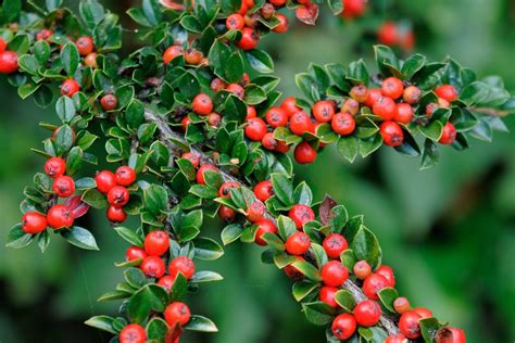 Cotoneaster horizontalis - BBC Gardeners World Magazine