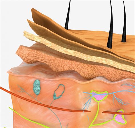 What Layer Of The Skin Is Dermis at Katherine Edmunds blog
