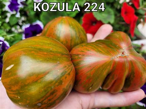 Kozula 224 — Семена Томатов