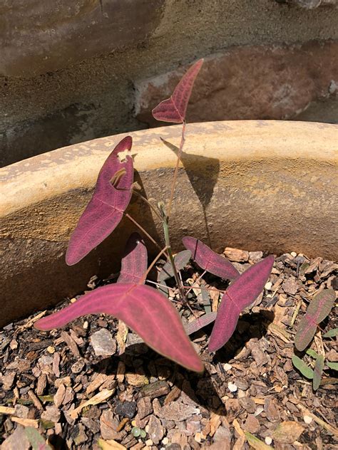 Organic Red Butterfly Wing Plant Christia Vespertilionis - Etsy