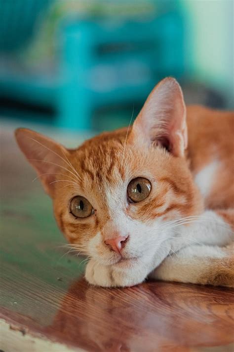 pet cat kitten  photo  pixabay