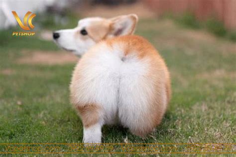 Chó Corgi có đuôi không? Tìm hiểu sự thật về cấu trúc đuôi của chó Corgi