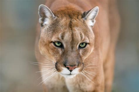 cougar puma concolor lifestyle diet   wildlife explained