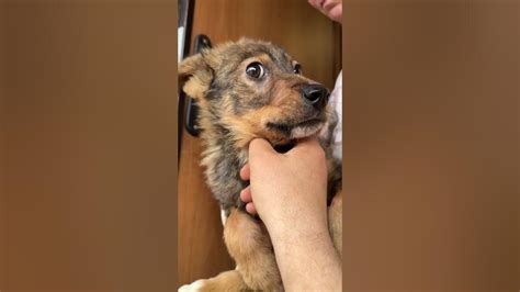 Емелька 🤗 - YouTube
