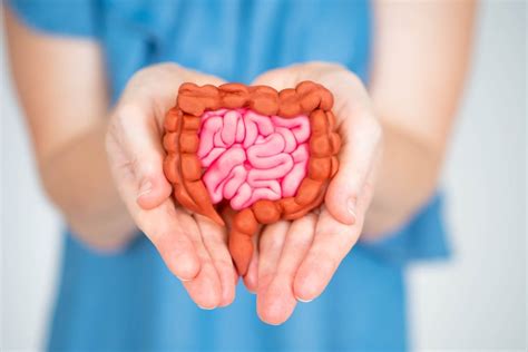 The science of gut health (and why it’s important) | by Belén Fortes ...