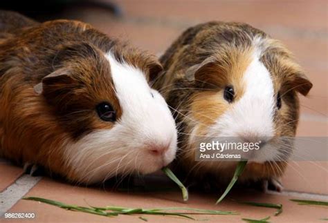 cuy   premium high res pictures getty images