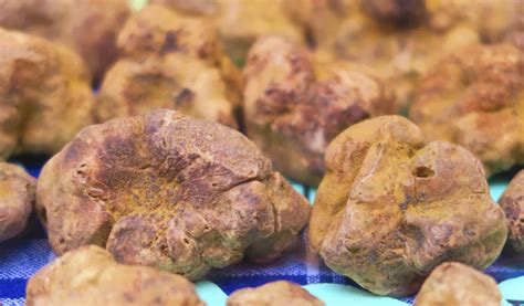 Ascomycota Truffles