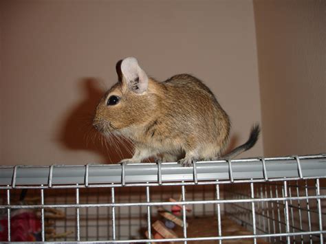 The Daily Degu: Daily Degu #7