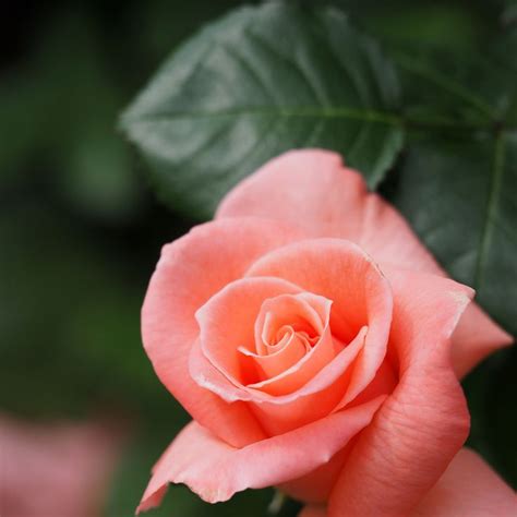 Rose, Sonia, バラ, ソニア, | Hybrid tea roses, Rose, Tea roses
