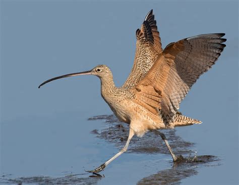 long billed curlew san diego bird spot