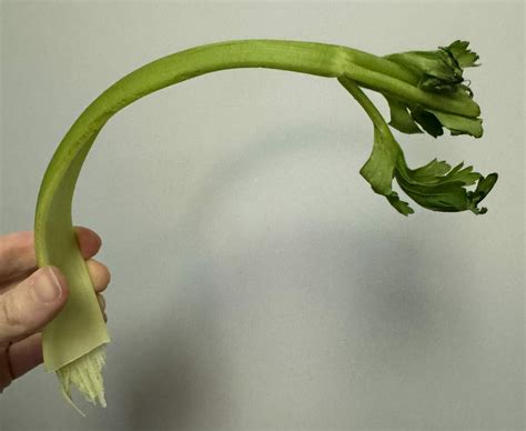 Floppy celery?