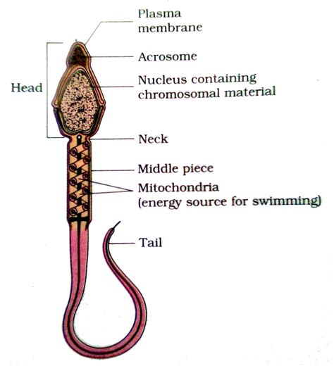 human reproduction