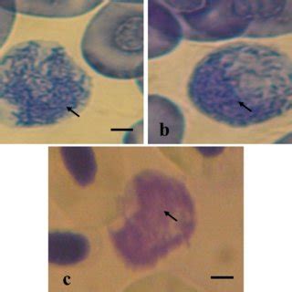 (I-III) Cytochemical staining of total protein and metachromasia in ...