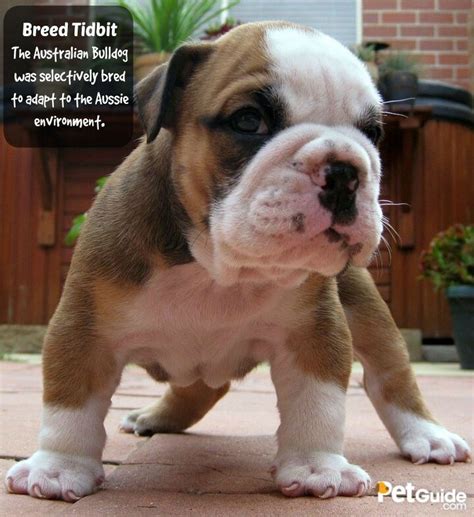 Australian Bulldog Breed Information and Pictures - PetGuide | PetGuide