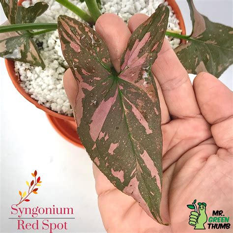 Syngonium Red Spot