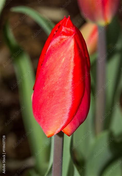 Tulip Stock-Foto | Adobe Stock