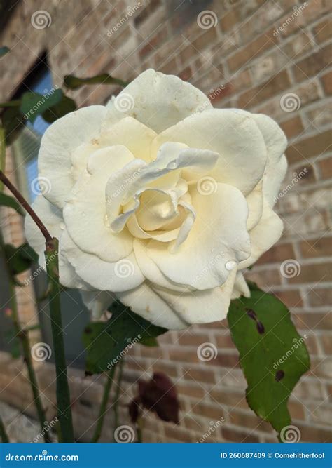 Kennedy white accomplishments are impacting the competitive world 6