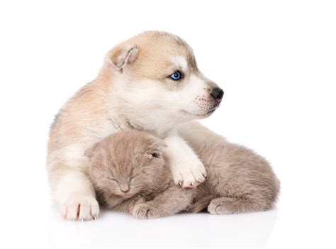 Are Siberian Huskies Good With Cats at Ida Barrera blog