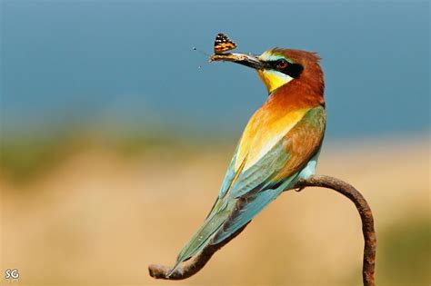 50 прекрасных фотографий бабочек