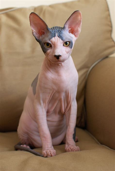 Pet Project Changes In Your Cat S Behavior And Sphynx Cat Ugliest Cat ...