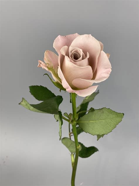 Rose Menta - buy with delivery in Kiev - best prices for Flowers in the ...
