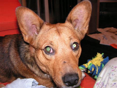 Dorgi | GreatDogSite