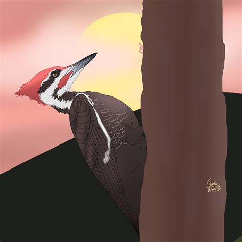 Pileated Woodpecker by FlyingNoodleCup on DeviantArt