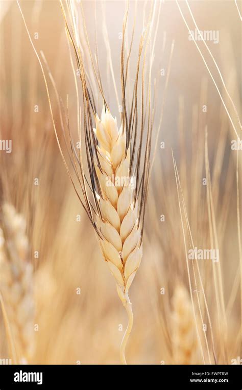 Durum triticum durum hi-res stock photography and images - Alamy