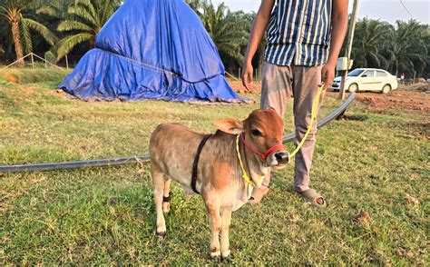mini cows as pets 10