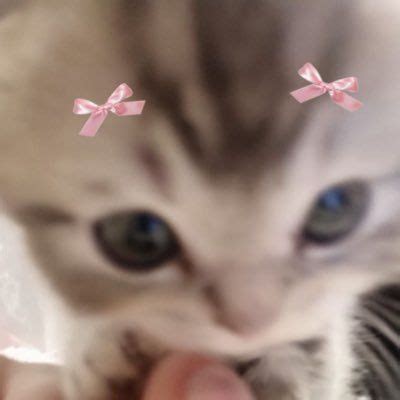 Pin by ㅤㅤㅤㅤㅤㅤㅤㅤㅤㅤㅤㅤㅤㅤㅤㅤㅤㅤㅤㅤㅤㅤㅤㅤㅤㅤㅤㅤㅤㅤ on ㅤㅤㅤ | Pretty cats, Silly cats ...