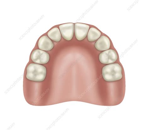 upper jaw  teeth illustration stock image  science