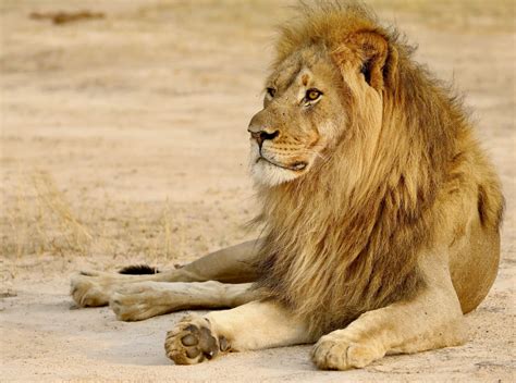 New Research Suggests that over 80% of Africa's Savanna Conservation