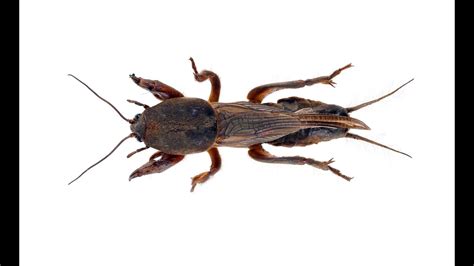 Grillotopo (Gryllotalpa gryllotalpa) - YouTube