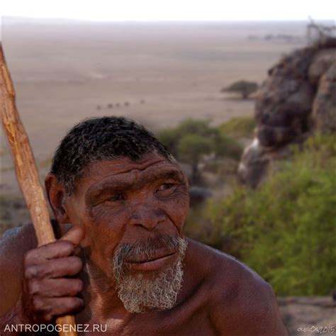 Homo erectus, питекантроп, человек прямоходящий, явантроп, синантроп ...