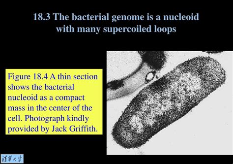 PPT - Chapter 18 PowerPoint Presentation, free download - ID:411453 