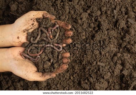 Earthworm Parts: Over 44 Royalty-Free Licensable Stock Photos ...