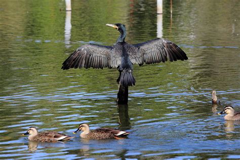 Cormorant Wallpapers - Wallpaper Cave