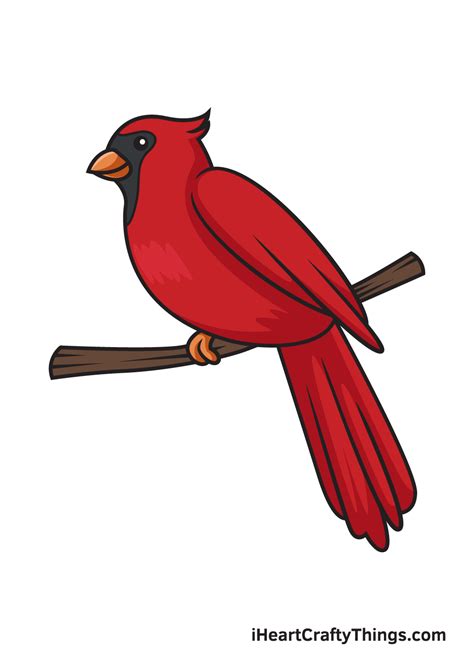 Cardinal Drawing - How To Draw A Cardinal Step By Step
