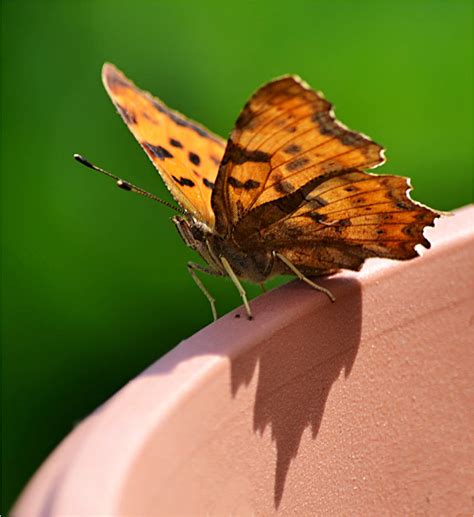 butterfly and its shadow by SvitakovaEva on DeviantArt