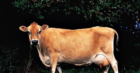 pentingnya kesehatan  perawatan sapi  peternakan berkelanjutan