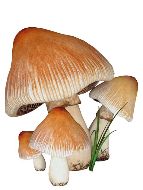 2,000+ Free Fungi & Mushrooms Images - Pixabay