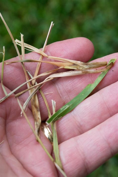Brown patch helped by colder winters and being more north