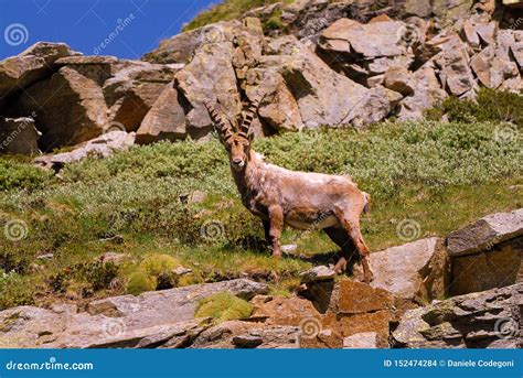Ibex on the Stone in Gran Paradiso National Park Fauna Wildlife, Italy ...