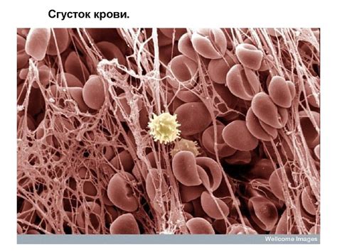 Проект. Микроскоп - презентация онлайн
