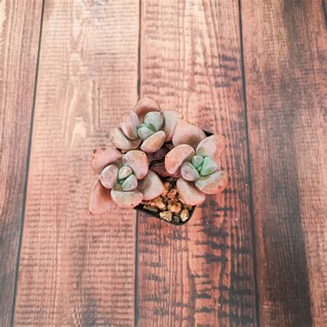 Pachyphytum Peach Cream - SucculentSucculents