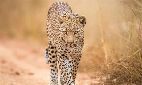 Conheça os cinco grandes animais da África | Petz