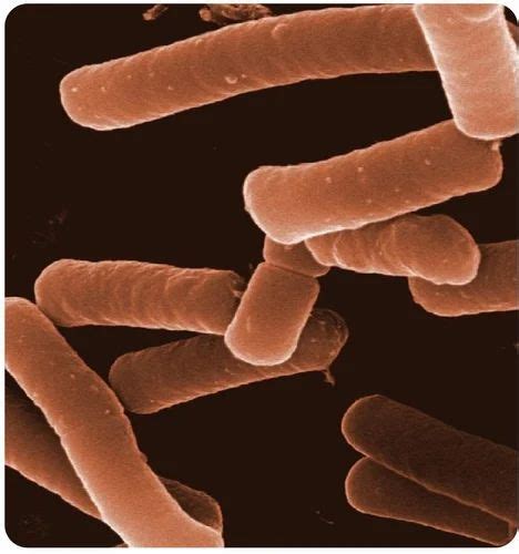 white powder bacillus pumilus packaging size  kg  rs kg