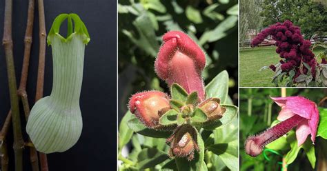 flowers  resemble female genitalia  rose braddon blog