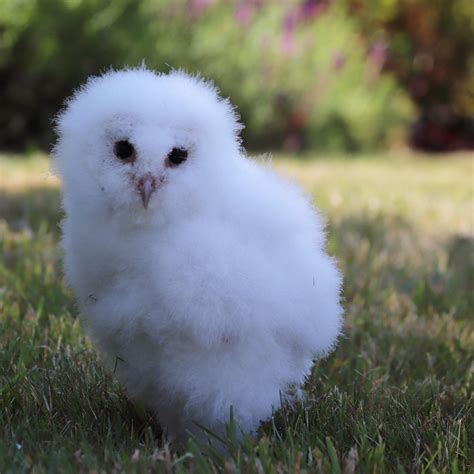 Cute Fluffy Owls