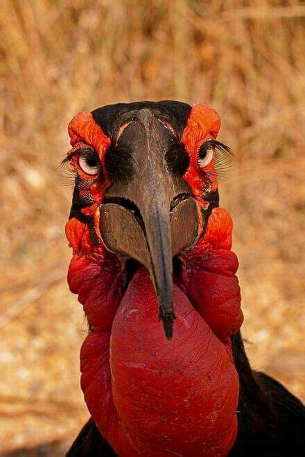 Tumblr | Funny birds, Pet birds, Colorful birds